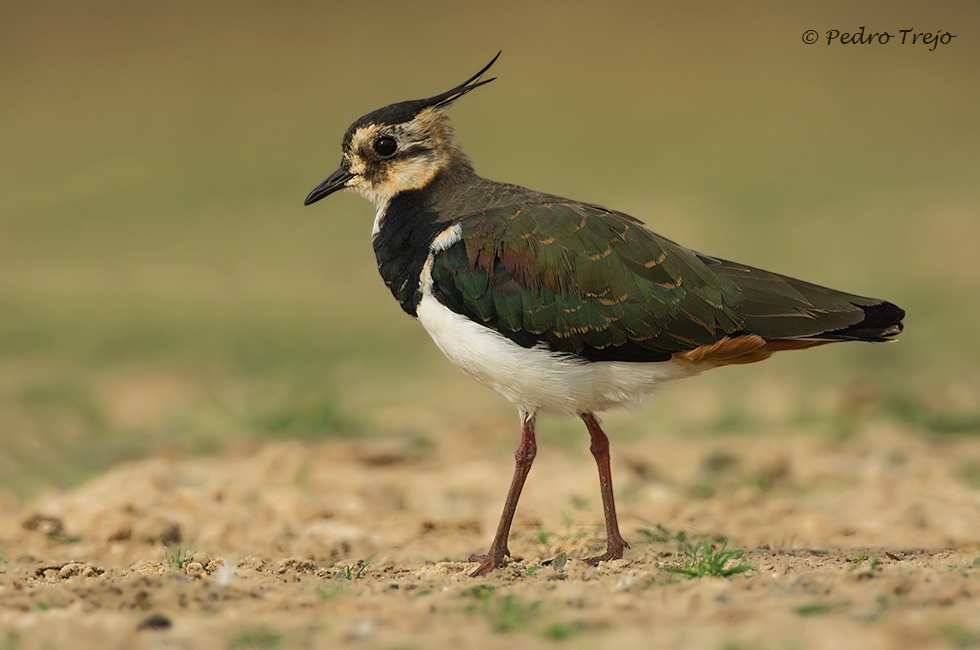 Avefria ( Vanellus vanellus)